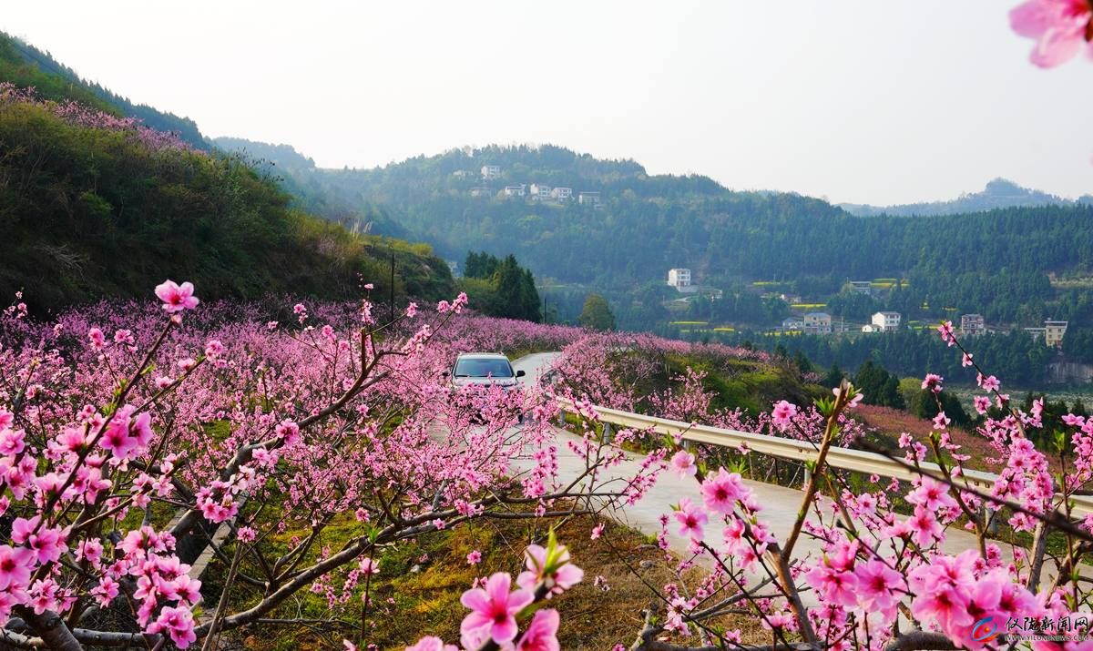 不負繁花不負春 儀隴春色惹人愛（圖）